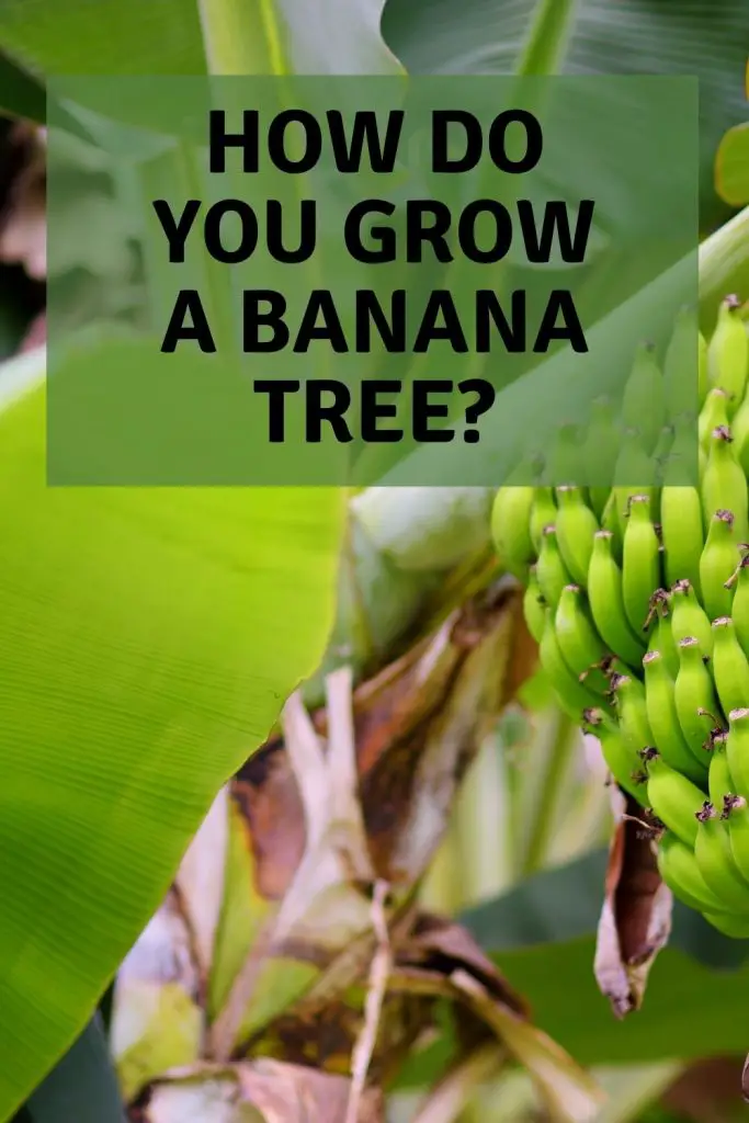 how do you grow a banana tree