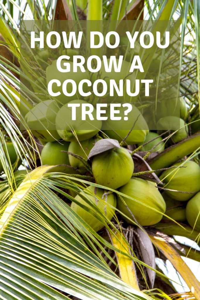 how do you grow a coconut tree