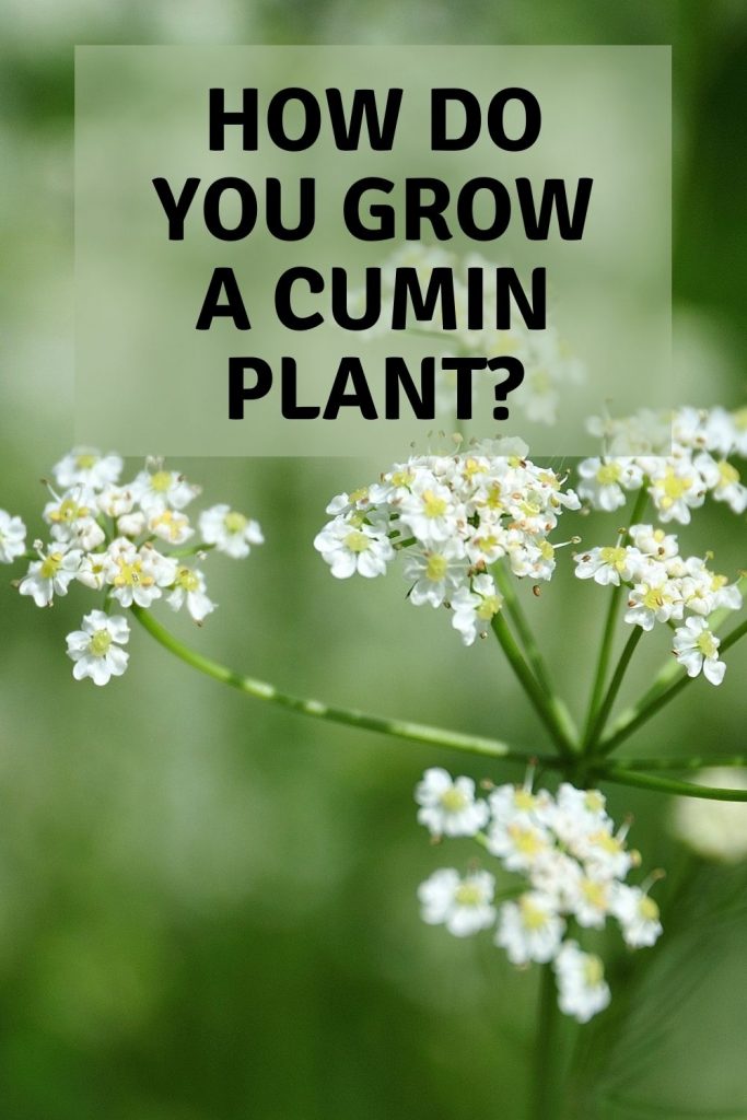 how do you grow a cumin plant