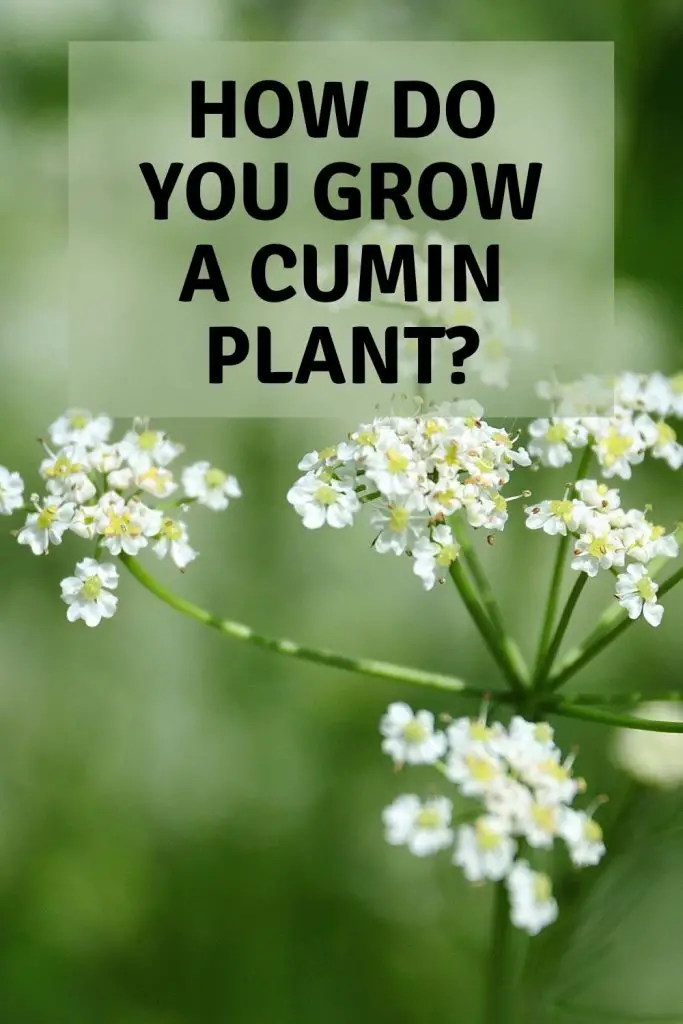 growing cumin plant