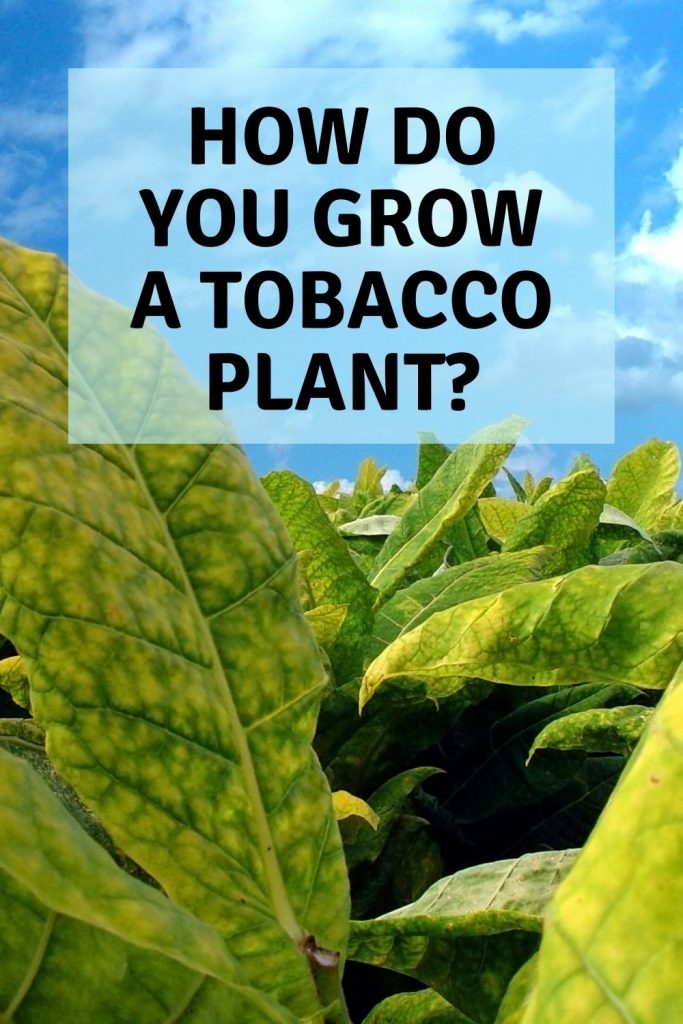 how do you grow a tobacco plant
