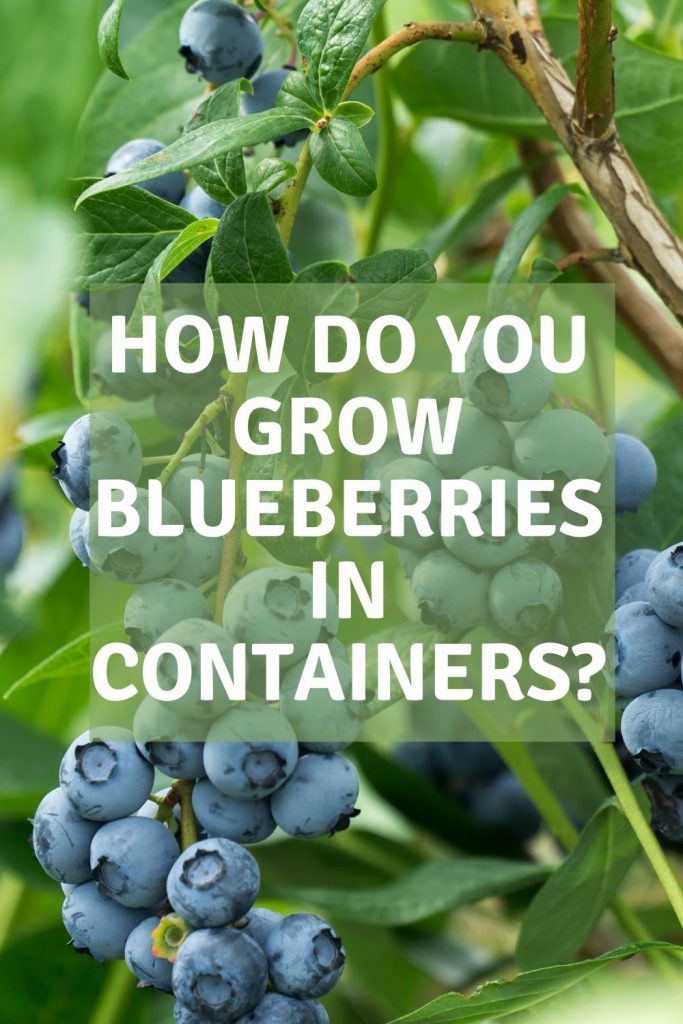 how do you grow blueberries in containers