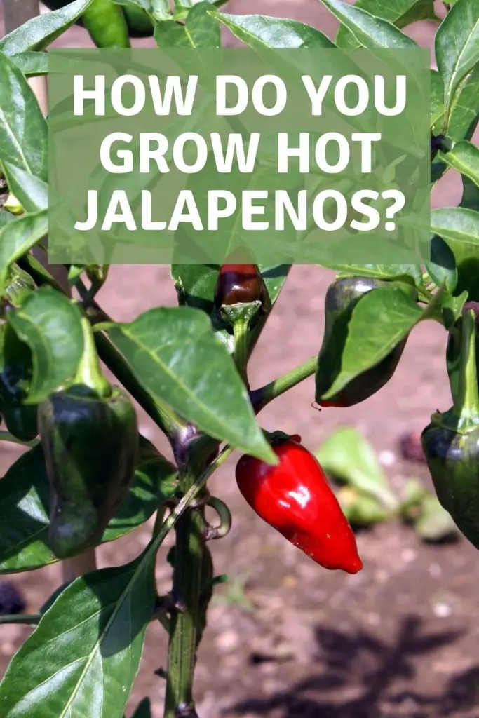 how do you grow hot jalapenos