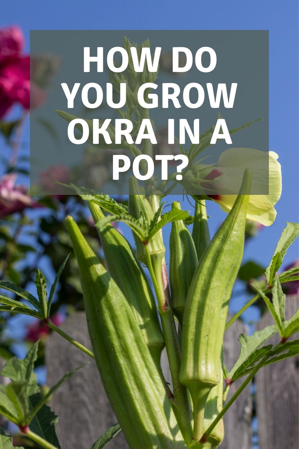 How do you grow okra in a pot? Garden Super Power