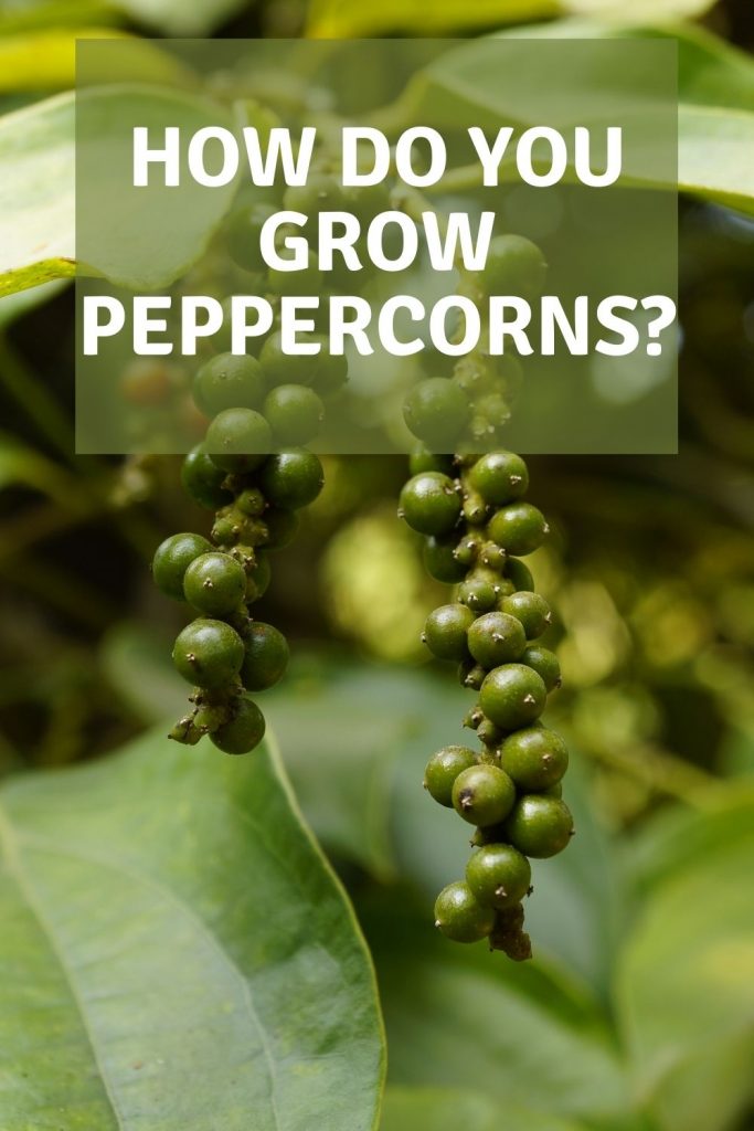 how do you grow peppercorns