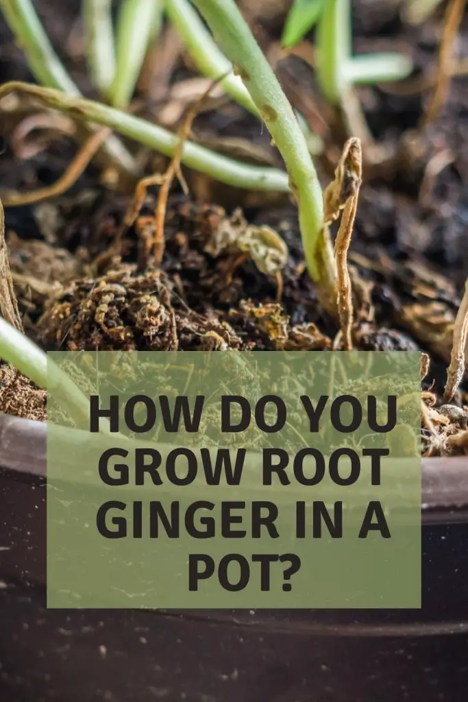 how do you grow root ginger in a pot