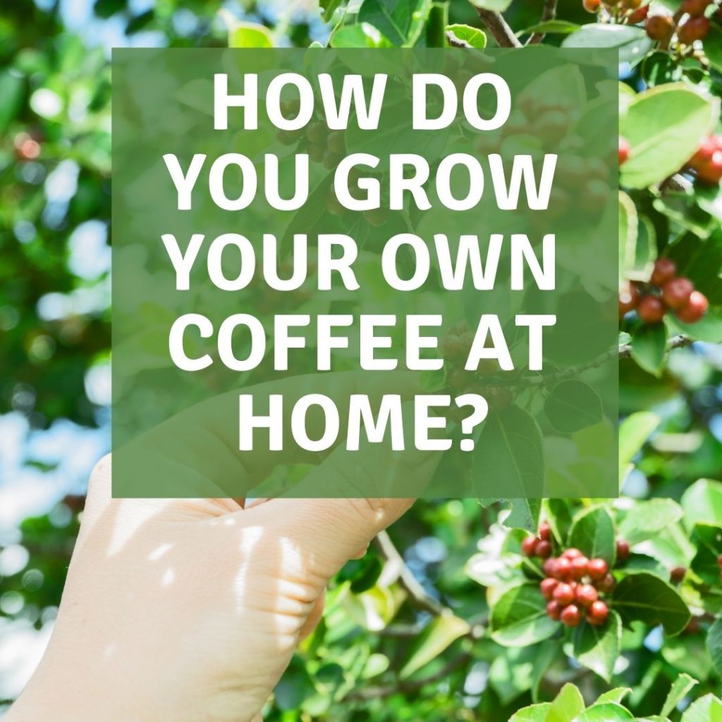 how do you grow your own coffee at home