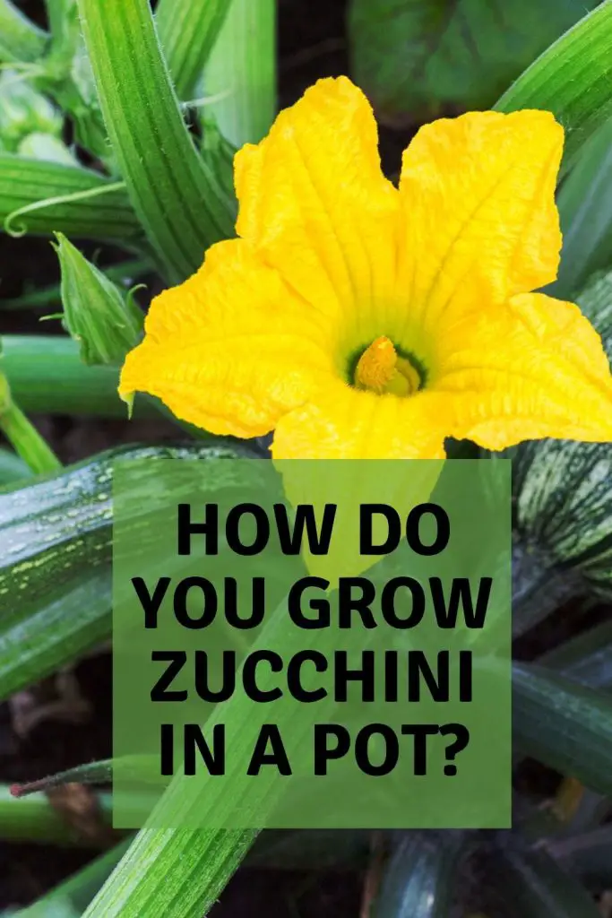 how do you grow zucchini in a pot