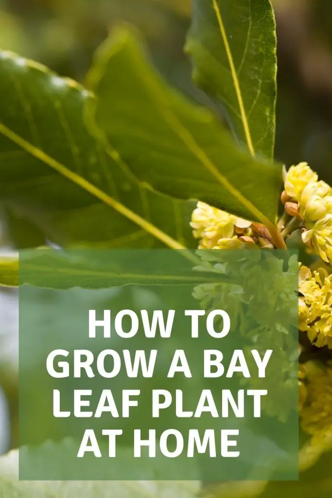 how to grow a bay leaf plant at home