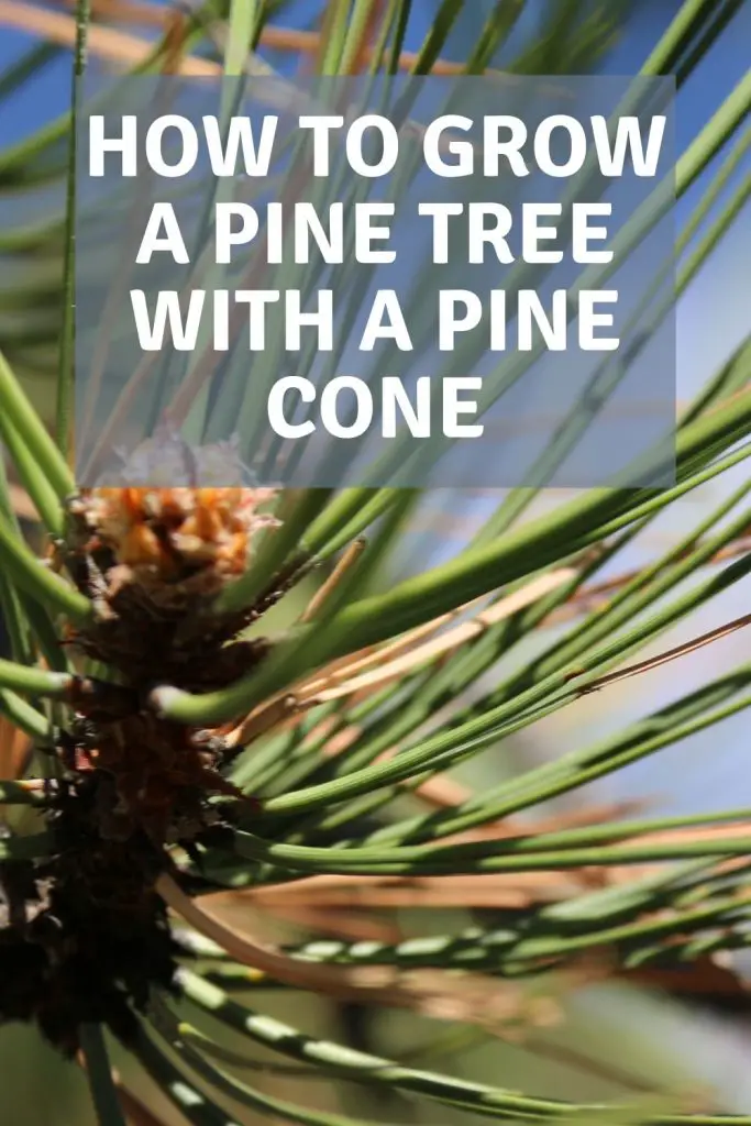 how to grow a pine tree with a pine cone