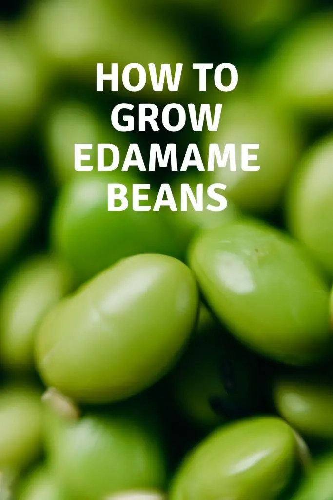 how to grow edamame beans