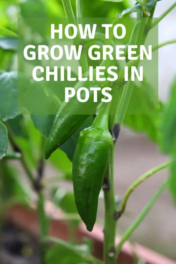 how to grow green chillies in pots