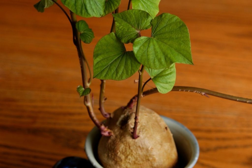 how do you grow a sweet potato