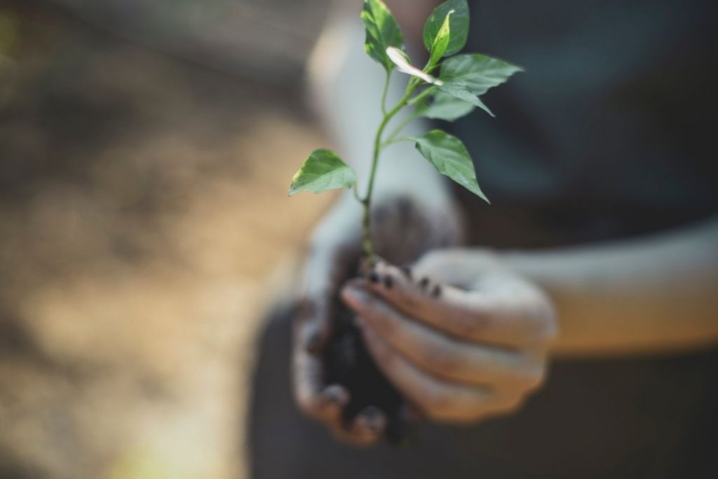 can you grow a rose cutting in a potato