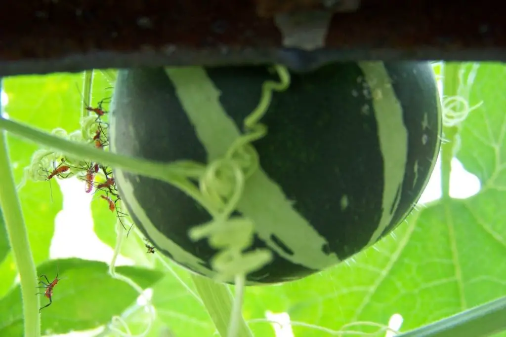 growing squash