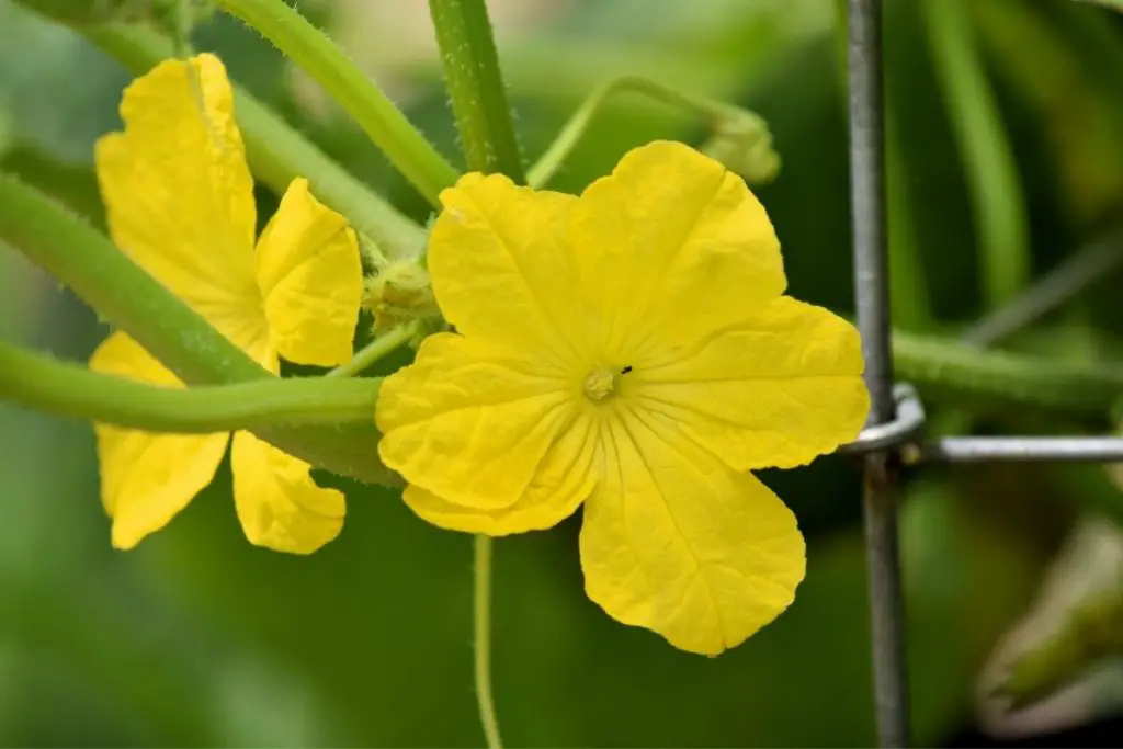 flowering squash