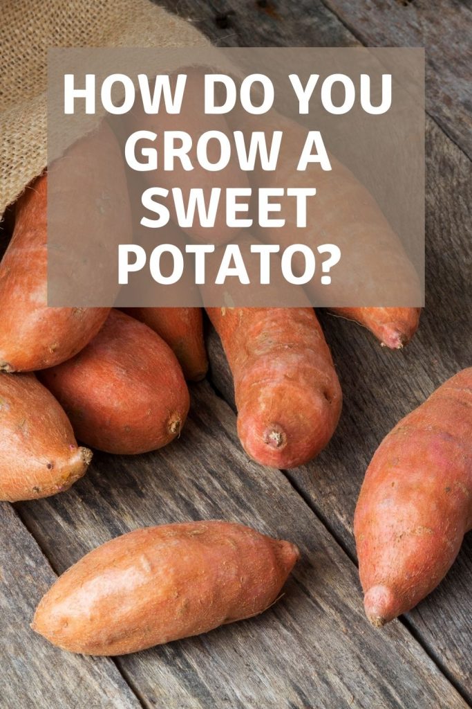 how do you grow a sweet potato