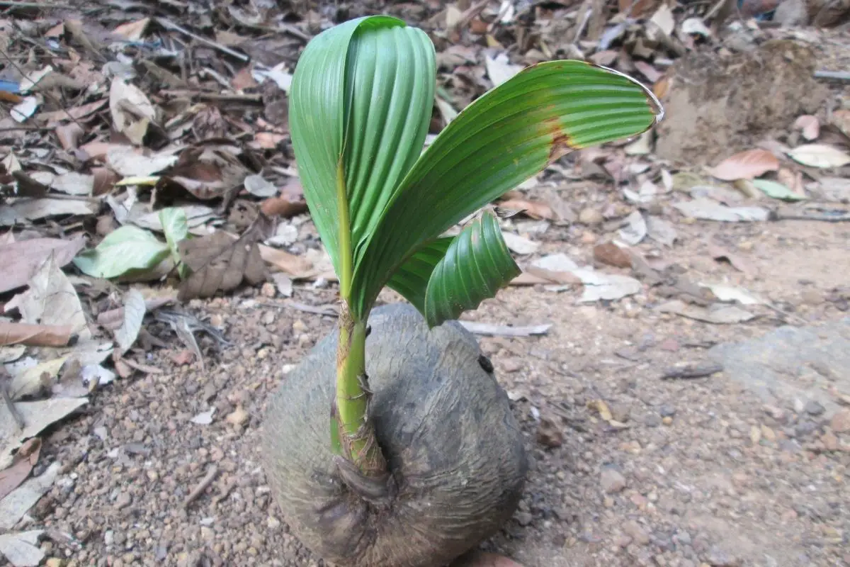 can you grow coconuts from the store