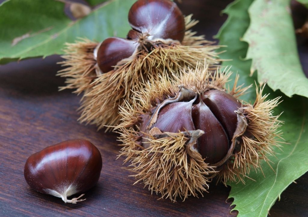 Can you grow store bought chestnuts?
