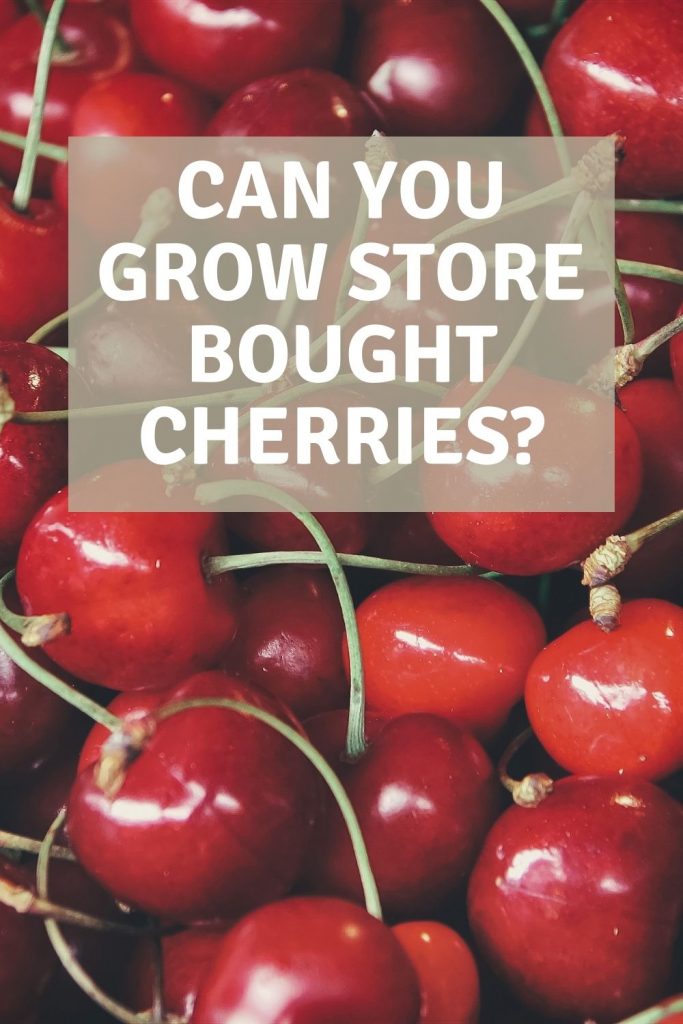can you grow store bought cherries