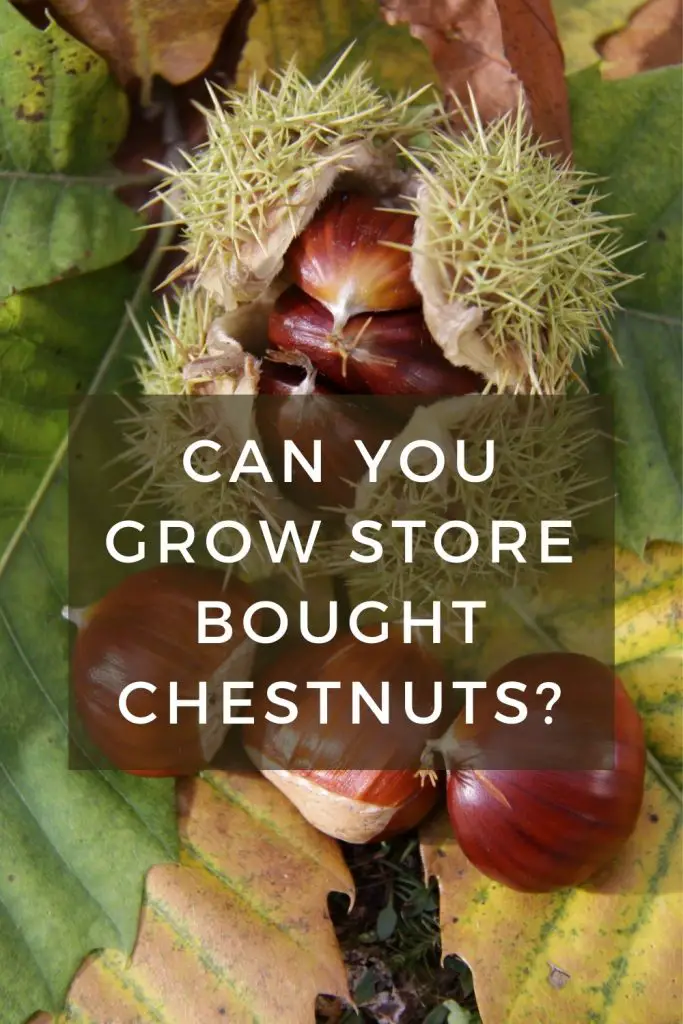 Can you grow store bought chestnuts?