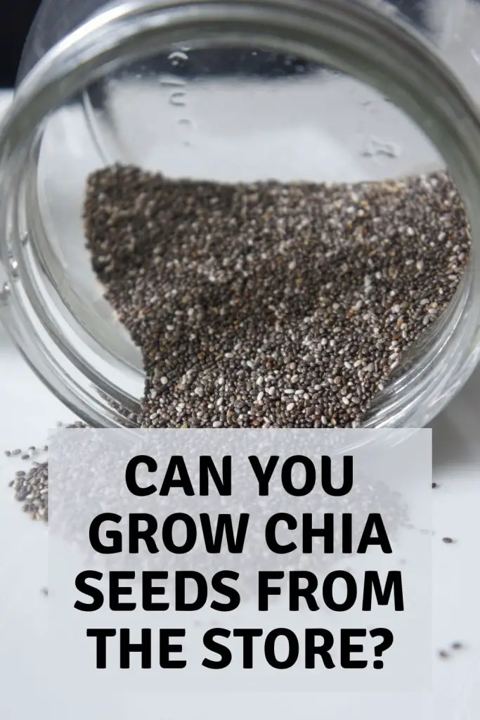 Can you grow chia seeds from the store