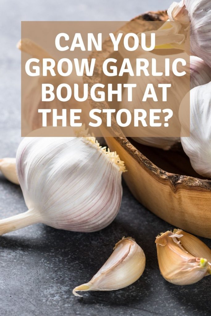 Can you grow garlic bought at the store