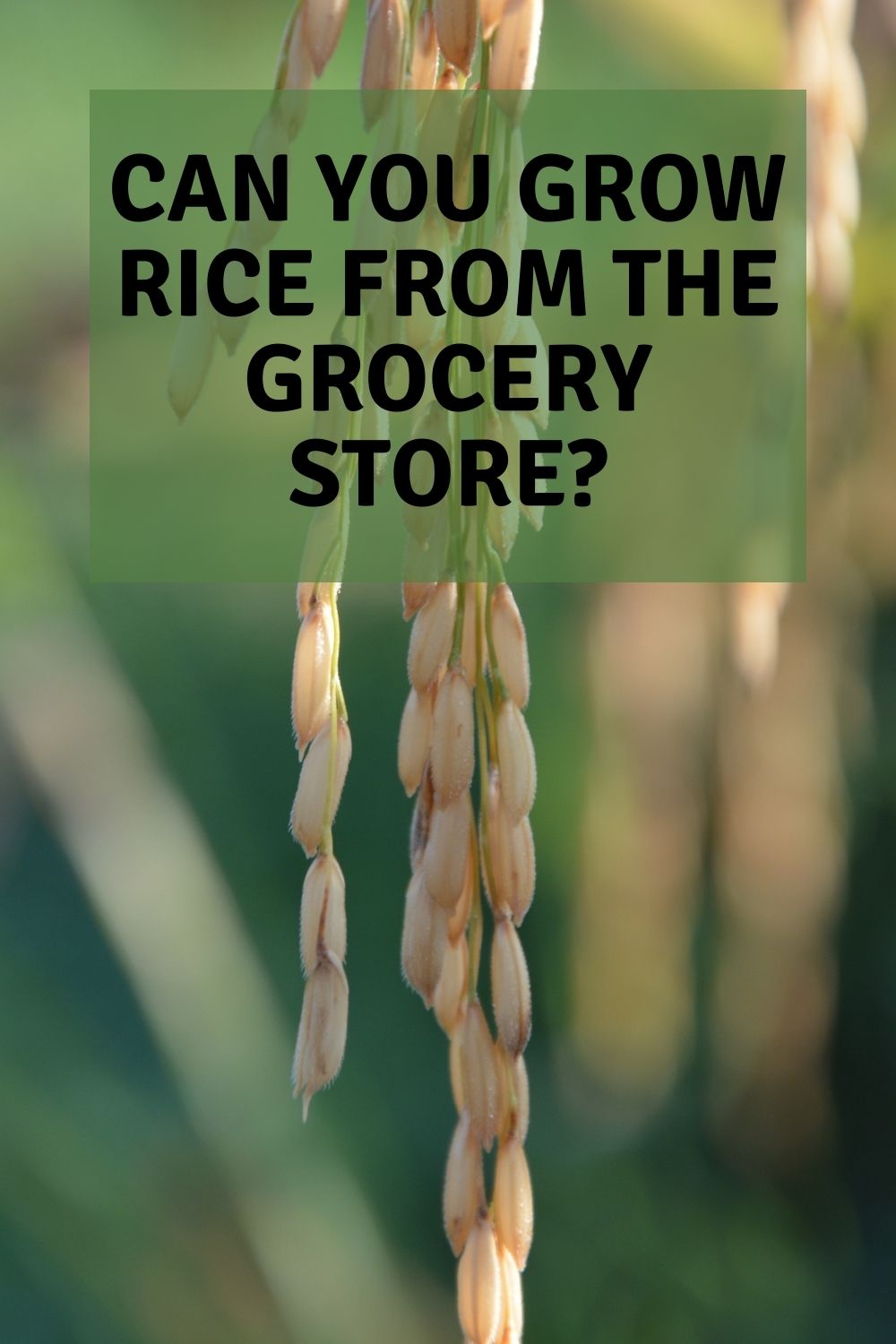 Can you grow rice from the grocery store? Garden Super Power