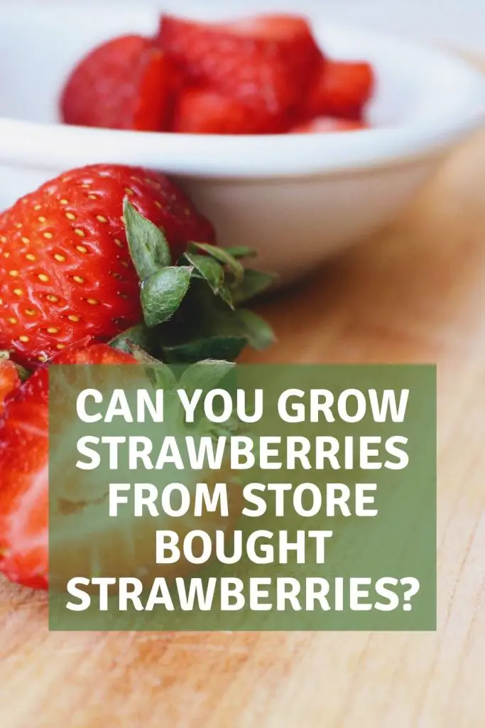 Can you grow strawberries from store bought strawberries