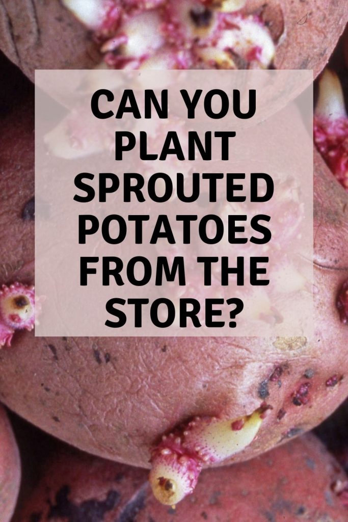 Can you plant sprouted potatoes from the store