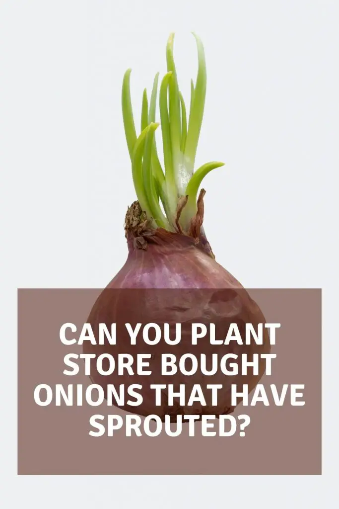 Can you plant store bought onions that have sprouted