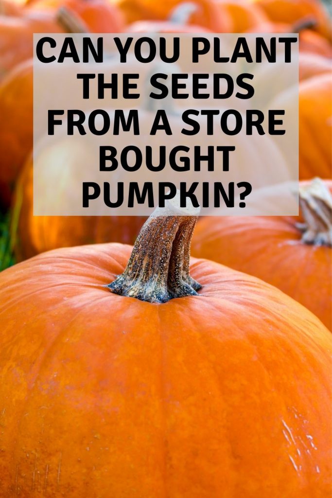 Can you plant the seeds from a store bought pumpkin
