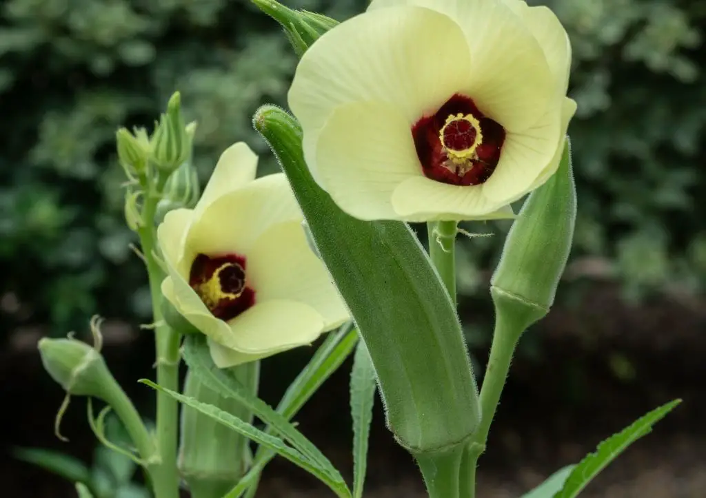 flowering okra