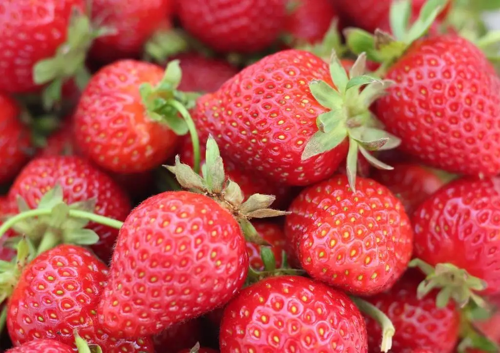 Can you grow strawberries from store bought strawberries
