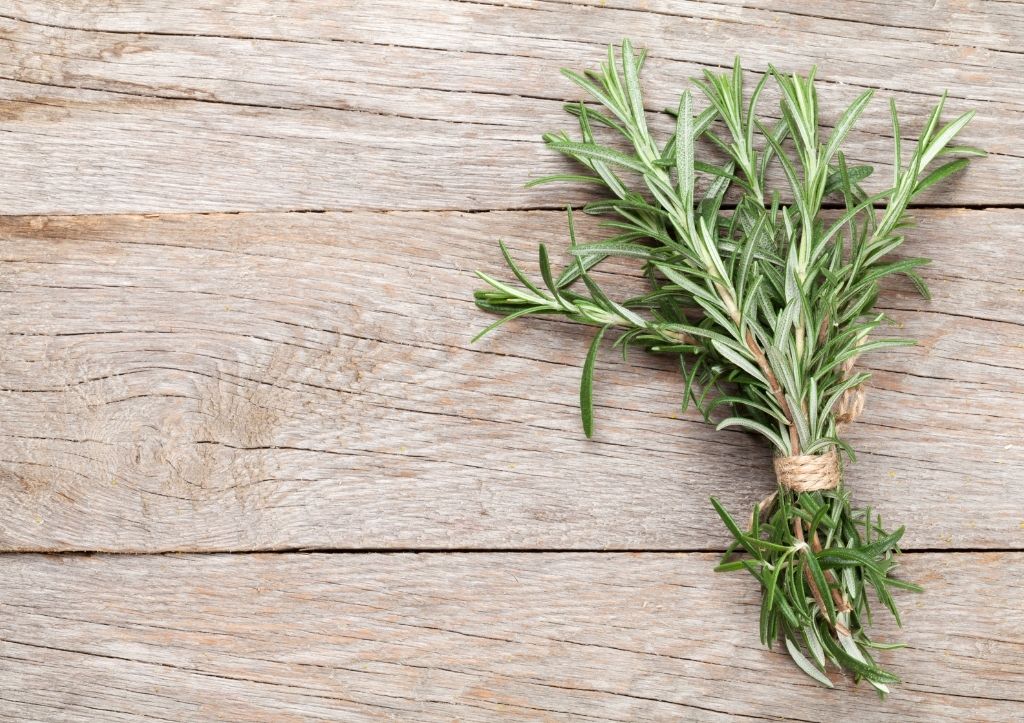 Can you plant rosemary bought at the store