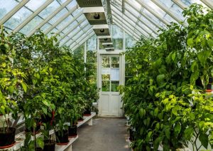 What is the best greenhouse for growing tomatoes?
