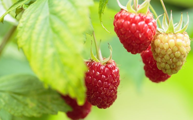 how to grow raspberries from the store