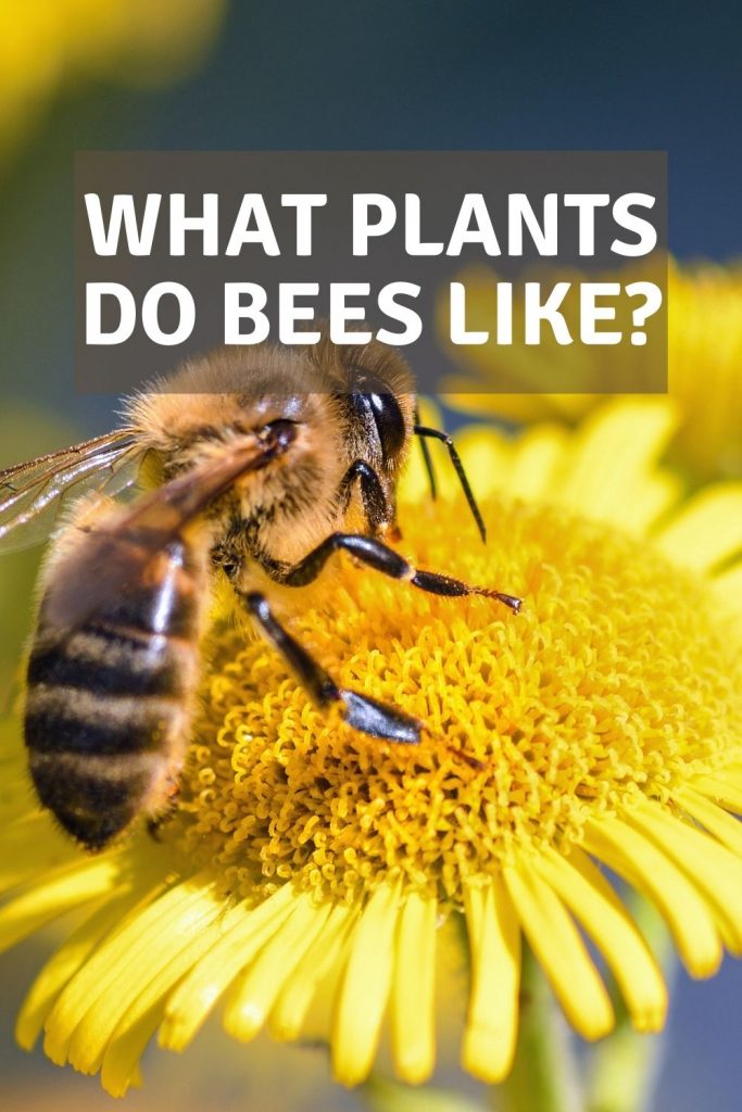 What plants do bees like