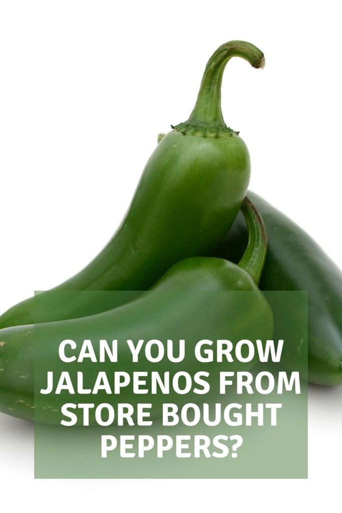 can you grow jalapenos from store bought peppers