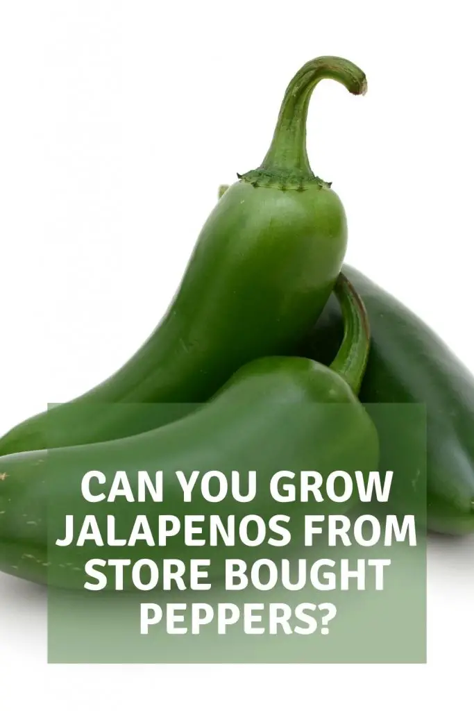 can you grow jalapenos from store bought peppers