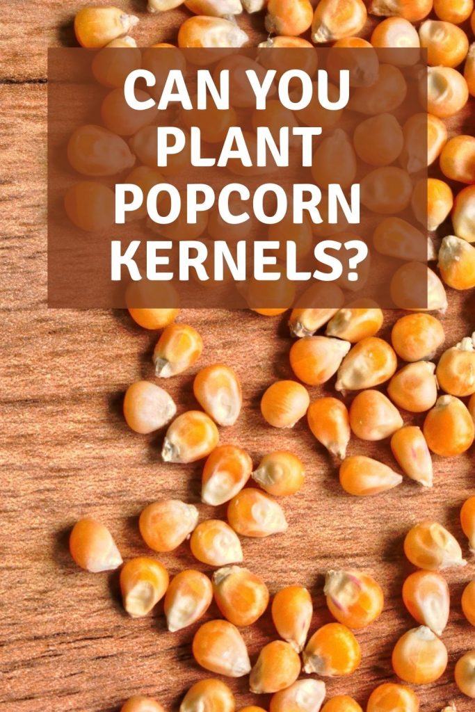 can you plant popcorn kernels