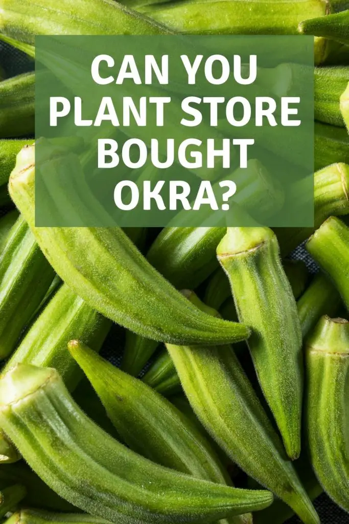 can you plant store bought okra