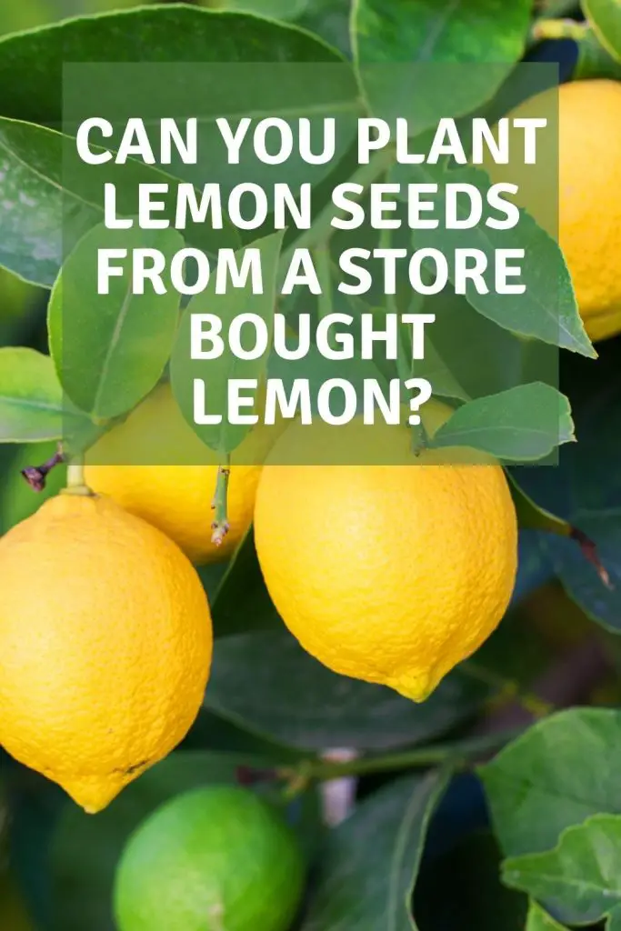 Can you plant lemon seeds from a store bought lemon?