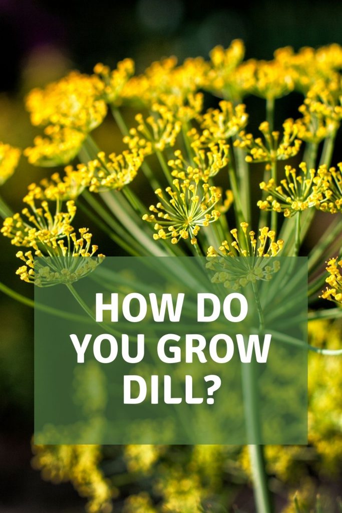 how do you grow dill?