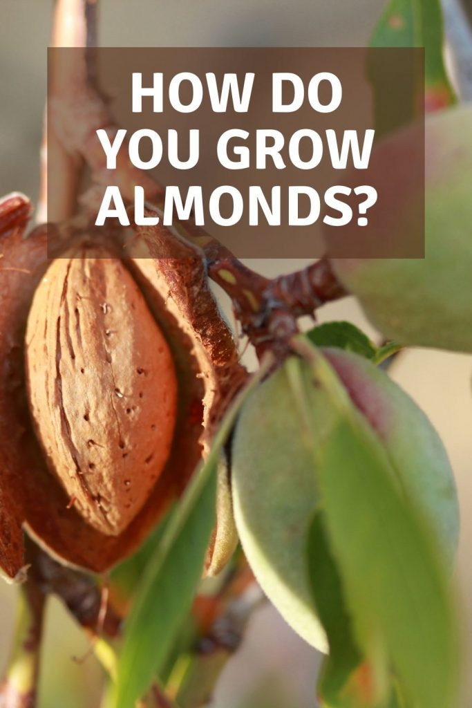 how do you grow almonds