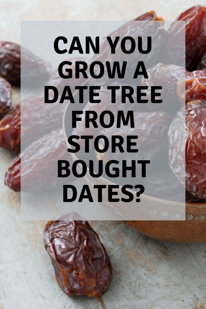 Can you grow a date tree from store bought dates