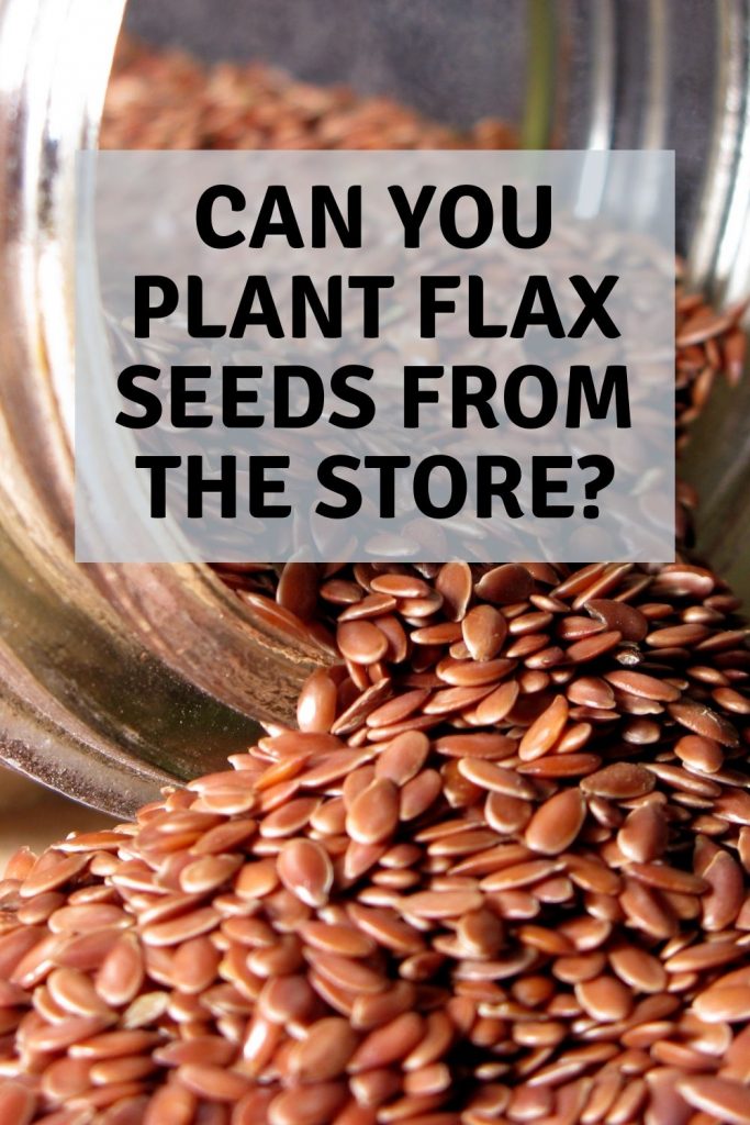 Can you plant flax seeds from the store