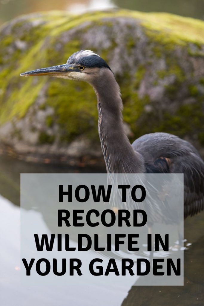 How to record wildlife in your garden