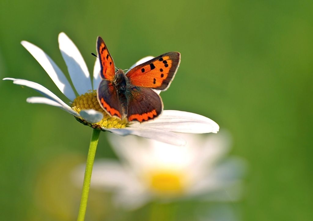 What happens to butterflies during the winter?