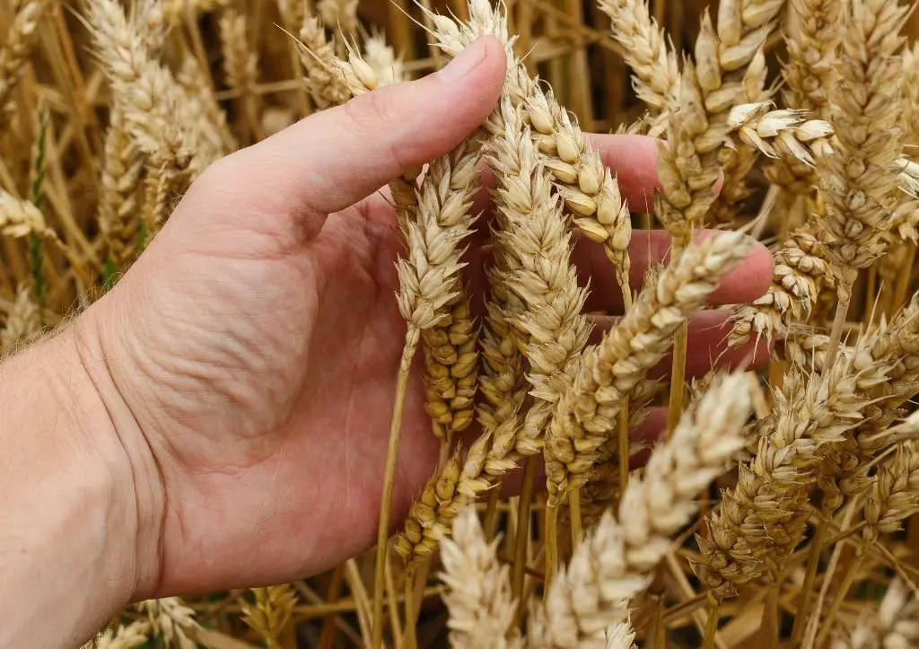 can you plant store bought wheat?